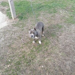 Meet your Posher, Marvin